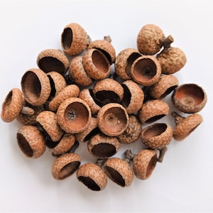 100pcs real acorn caps, Dried bulk acorn caps, Medium size acorn tops, 15-17mm diamater acorns