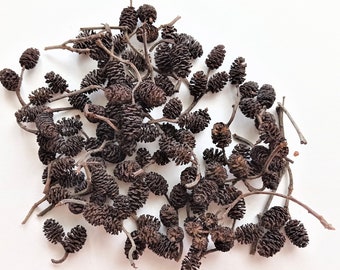 50 kleine elzenkegels, natuurlijke bruine decoratie, knutselen