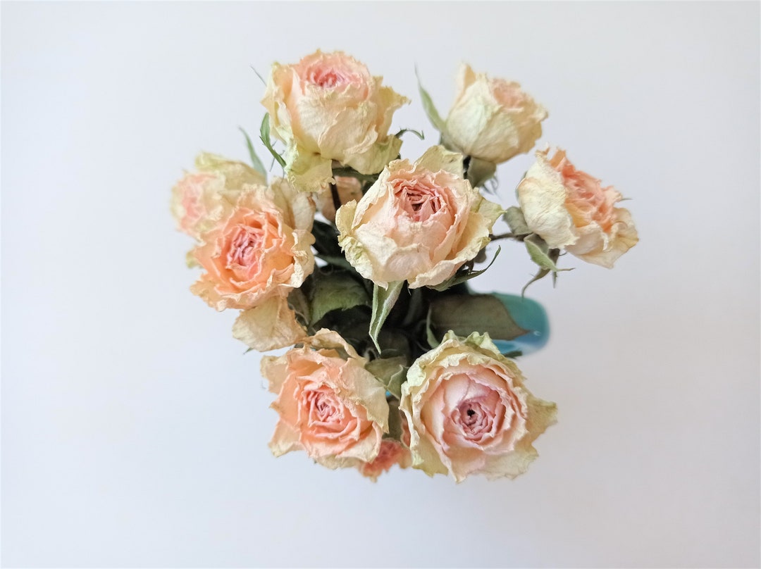 7pcs Dried Tiny Roses, Dried Beige Pink Roses, Dried Mini Rose Flowers ...
