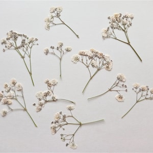 White pressed babys breath 10pcs, Wedding flowers invitation, Pressed ivory flower, Pressed Gypsophila