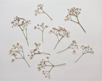 White Pressed Baby's Breath, Wedding Invitation Flowers (10pcs)