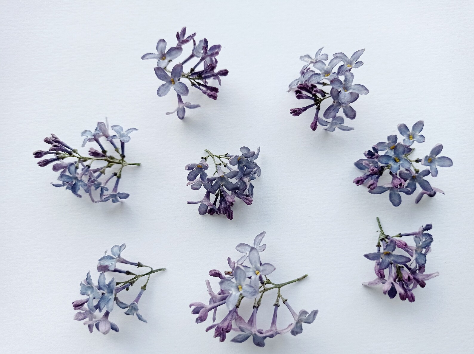 Dried Lilac Flowers 5/10pcs Real Purple Flowers Small Tiny Etsy