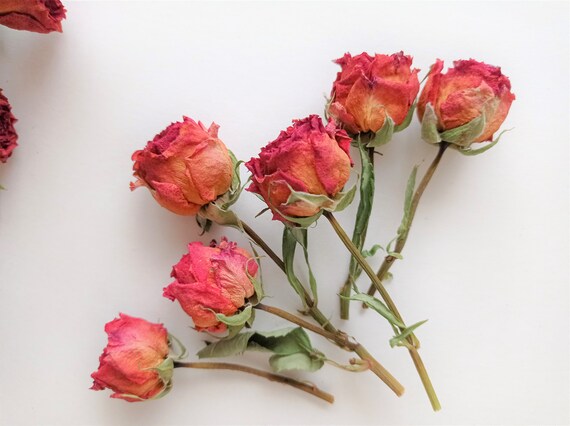 Dried Rose Stems 7pcs, Dried Tiny Orange Roses, Real Mini Roses for Crafts,  Mini Roses for Wedding 