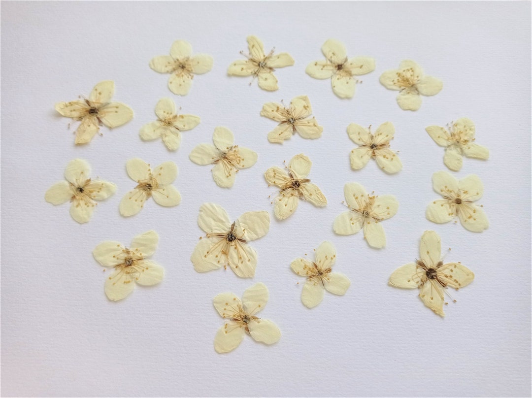 15pcs Dried Pressed Jasmine Blossoms Yellow Mock Orange Etsy Hong Kong