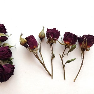 7pcs dried tiny dark red roses, Dried tiny burgundy roses, Real mini wine red roses for crafts, Mini maroon color roses for wedding