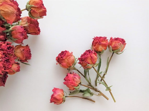 Dried Rose Stems 7pcs, Dried Tiny Orange Roses, Real Mini Roses