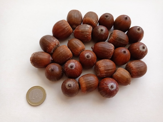 大きなどんぐり20個、本物のどんぐりの実、バルクのどんぐり - Etsy 日本