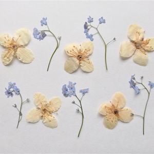 May include: Arrangement of dried flowers, including cream-colored blossoms and small blue forget-me-nots, arranged on a white background. The flowers are in various stages of preservation, showcasing natural textures and colors.