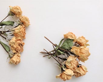 Mini rose essiccate 7 pezzi: fiori vintage beige dorati