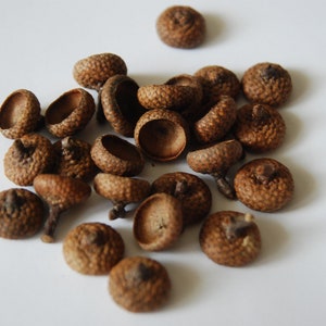 25 Large acorn caps, Acorn caps bulk, Real Acorn Hats, 0.7-0.9" diameter acorn caps, 1,8-2,3cm diameter acorn caps