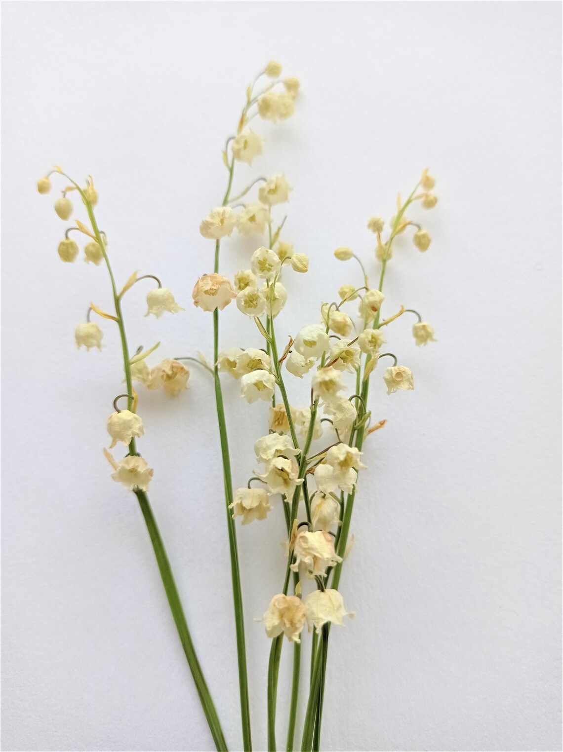 Dried lily of the valley 7 stems White mini flowers Small Etsy