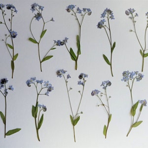 May include: An overhead shot of several stems of dried forget-me-not flowers. The delicate blue flowers are clustered at the ends of thin, brown stems with small green leaves. The flowers are arranged on a white background.