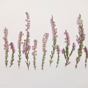May include: An overhead shot of several sprigs of heather flowers against a white background. The heather has small, light purple flowers and green leaves. The stems are brown and arranged in a row.