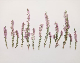 Pressade ljungblommor, torkad rosa calluna, blomsterkonstmaterial