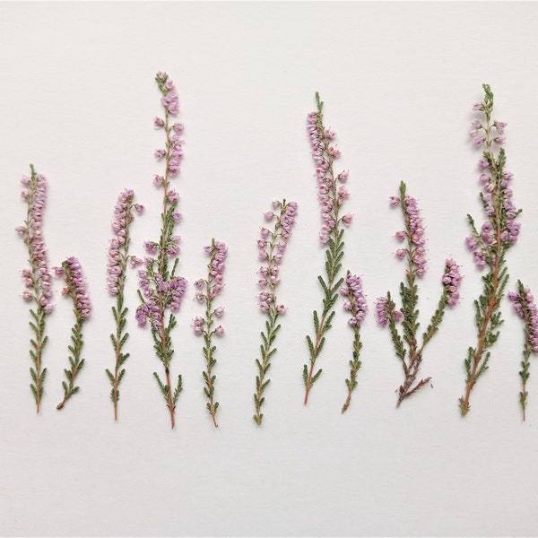 Pressed heather flowers 12pcs, Dried pressed pink flowers, Purple pressed flower, Dried calluna