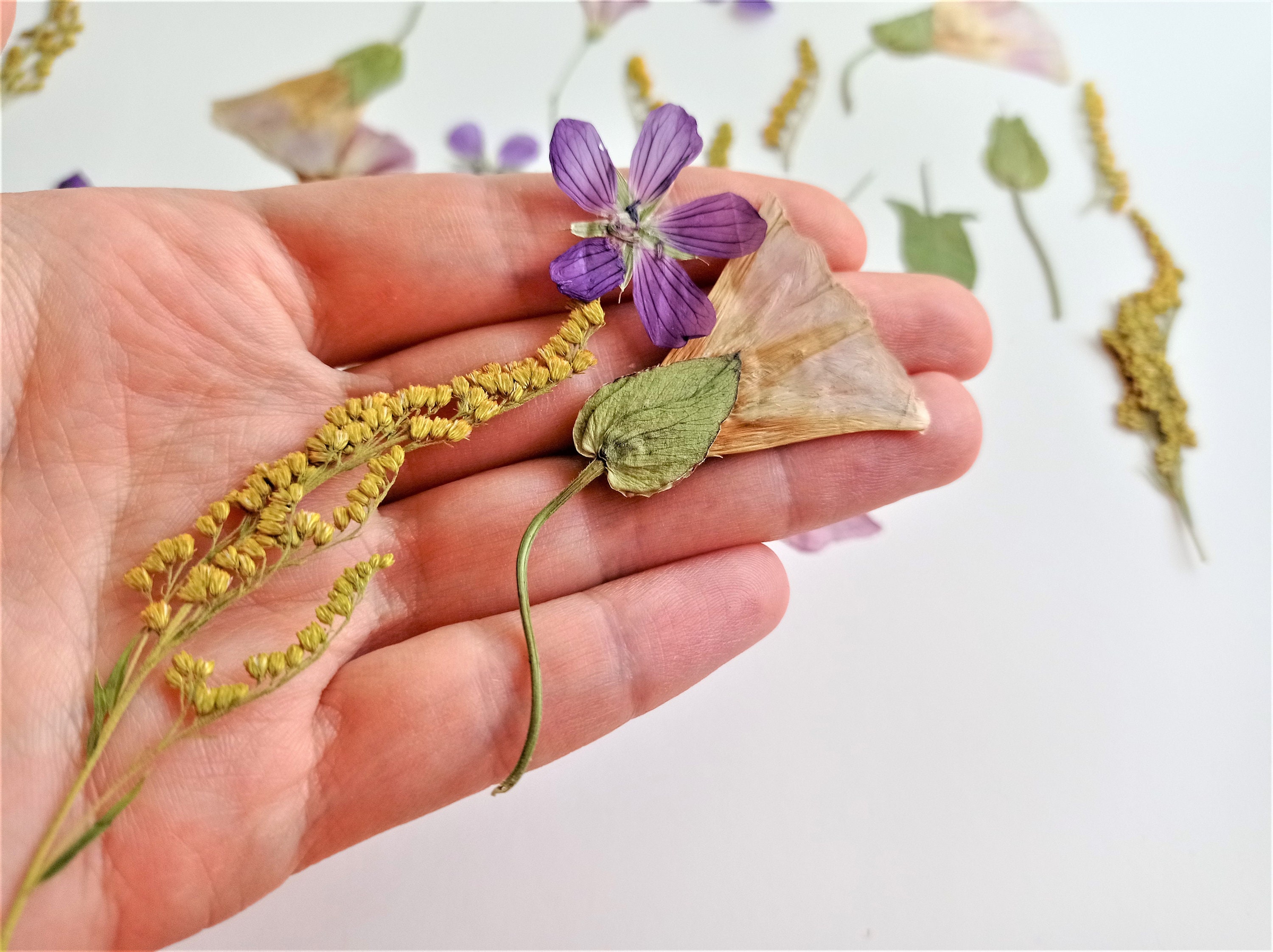 Dried pressed wildflower set 25pcs Mixed dried flowers for Etsy
