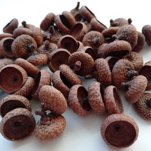 Chapeaux de gland séchés, Grands chapeaux de gland en vrac, Chapeaux de gland assortis, Vrais chapeaux de gland séchés, Glands pour l&#39;artisanat, Chapeaux de gland de chêne rouge, décor d&#39;automne