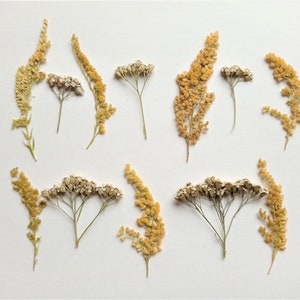 Mix di fiori pressati 12 pezzi, Fiori selvatici pressati secchi, Fiori gialli pressati, Fiori bianchi secchi per realizzare biglietti, Fiori per resina
