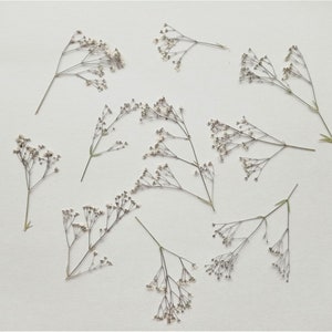 Gypsophile pressé séché 10 pièces, ensemble de fleurs délicates pressées, fleurs de gypsophile séchées pour l'artisanat