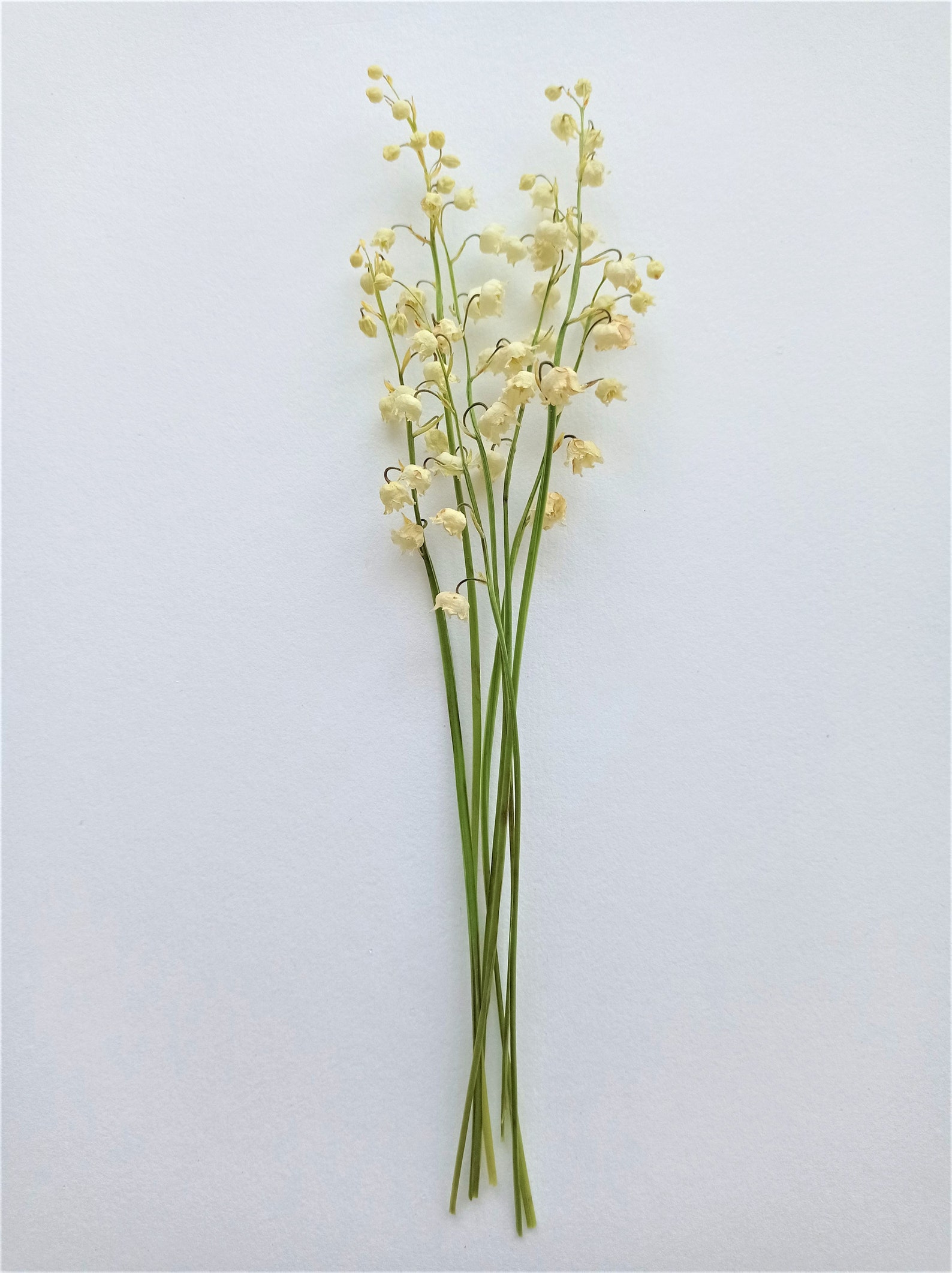 Dried lily of the valley 7 stems White mini flowers Small Etsy