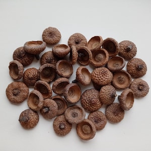 30 Extra Large acorn caps, XL Acorn caps bulk, Real Acorn Hats, 2.3-3cm diameter acorn caps