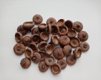 30 Extra Large acorn caps, XL Acorn caps bulk, Real Acorn Hats, 2.3-3cm diameter acorn caps