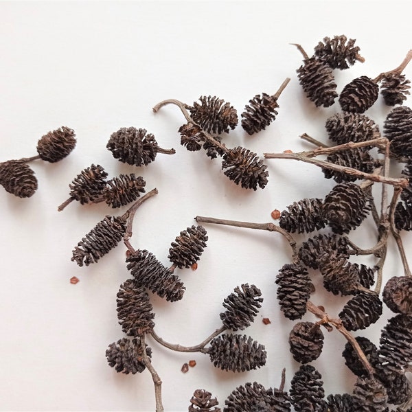 Alder cones 50pcs, Brown small cones for craft, Mini pine cones, Tiny natural alder decoration wood projects