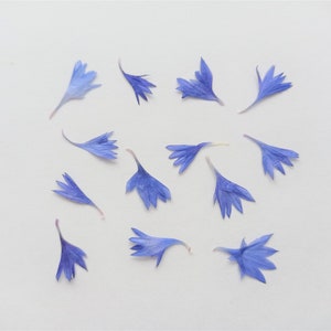 12 pcs pressed tiny flowers, Pressed small blue cornflower, Real dried flower for resin