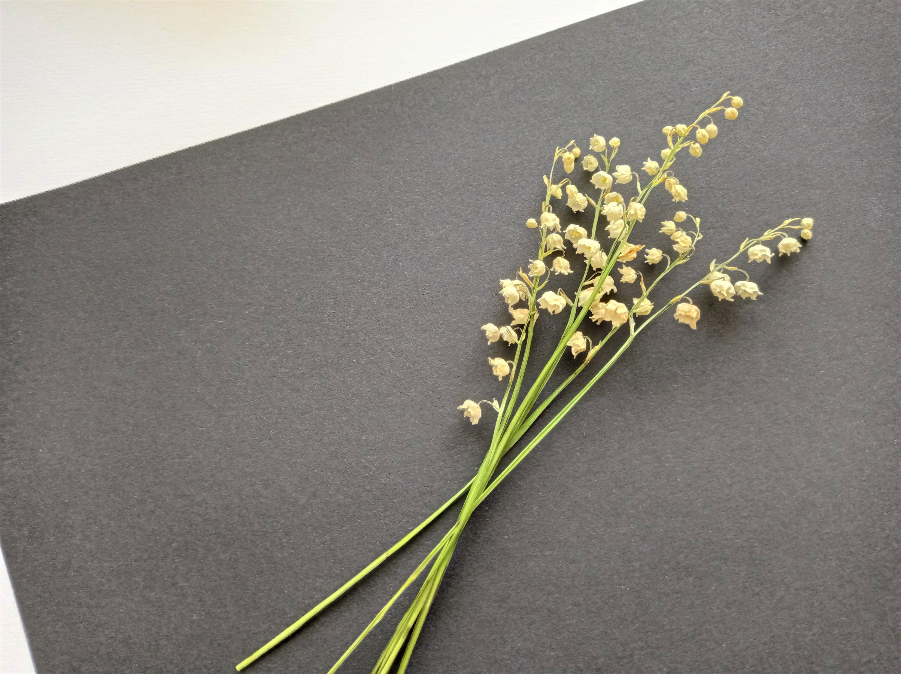Dried lily of the valley 7 stems White mini flowers Small Etsy