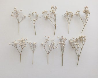 Alito di bambino bianco essiccato 10 pezzi, mini gypsophilia avorio essiccata, piccoli fiori bianchi per artigianato nuziale