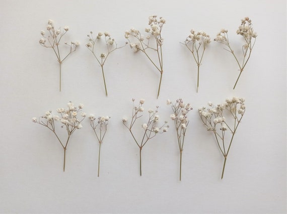 Getrocknetes Schleierkraut, Mini Elfenbein Schleierkraut, Hochzeit Handwerk (10 Stück)