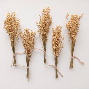 1 dried lilies of the valley bouquet, Beige mini flowers, Tiny convallaria majalis, Real natural dried flower 20pcs for wedding