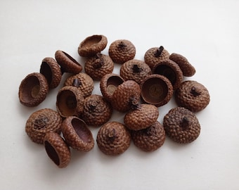 25 Extra Large acorn caps, XL Acorn caps bulk, Real Acorn Hats, 2.3-2.8cm diameter acorn caps