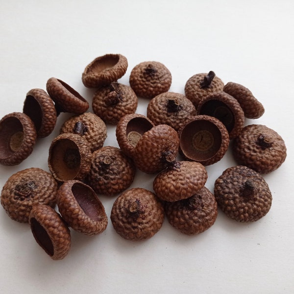 25 Extra Large acorn caps, XL Acorn caps bulk, Real Acorn Hats, 2.3-2.8cm diameter acorn caps