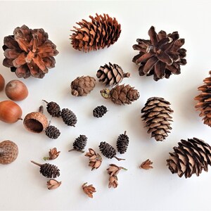 30pcs Cute Natural Dried Pine Cones In Bulk Dried Flowers for Xmas Decor 30pcs Cute Natural Dried Pine Cones In Bulk Dried Flowers for Xmas Decor