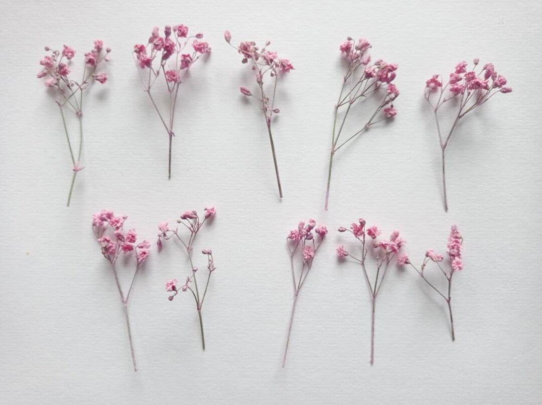 Dried Baby's Breath 10pcs, Mini Pink Flower Bouquet, Dried Gypsophilia ...