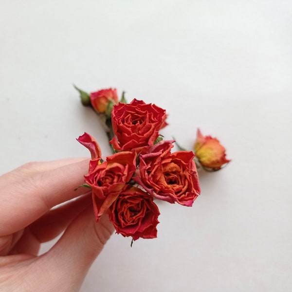 7pcs dried tiny orange roses, Dried orange pink roses, Dried mini multicolor rose flowers for crafts