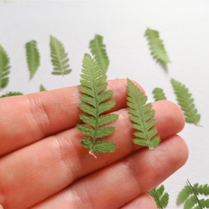 May include: A hand holding two pressed green fern leaves. The leaves are delicate and have a natural, dried look.