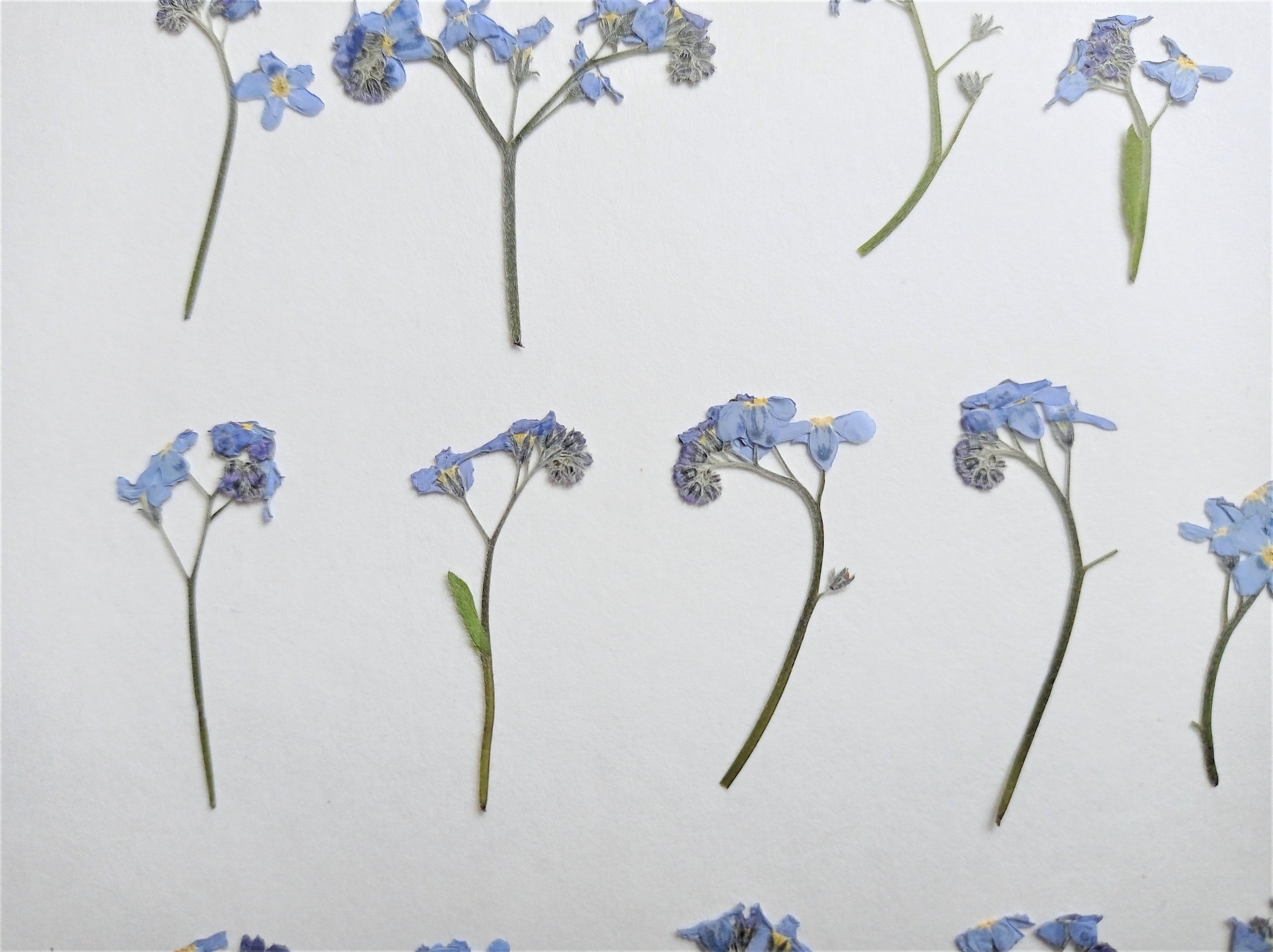 50 Pcs Natural Forget Me Not Pressed Dried Flowers Blue DonT Forget Me  Dried Fl