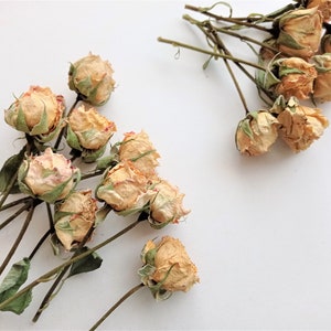 Small dried roses 7pcs, Real dried beige pink roses with stems, Mini roses for decors, Small rose bouquet