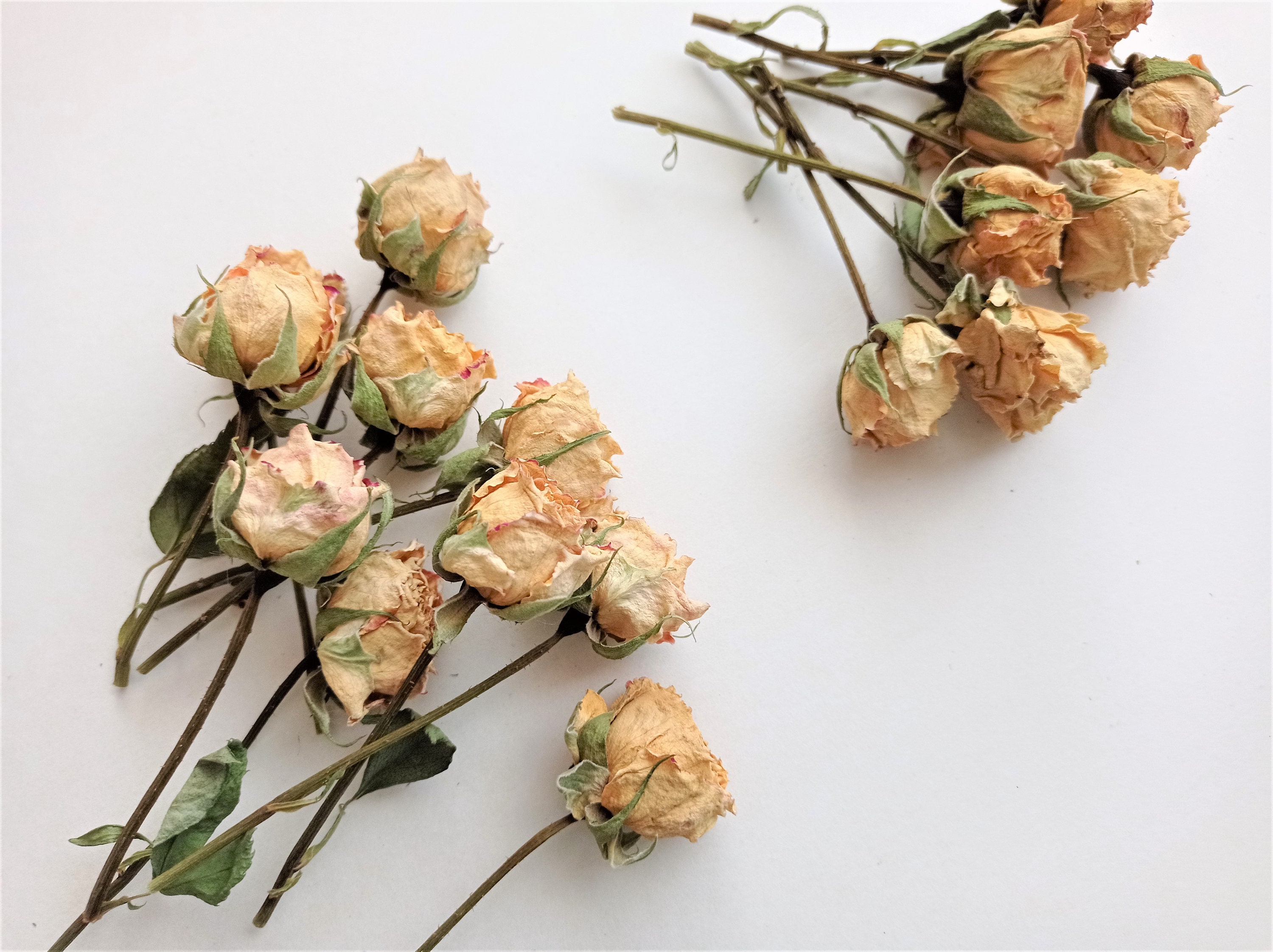 Small dried roses 7pcs, Real dried beige pink roses with stems, Mini roses for decors, Small rose bouquet