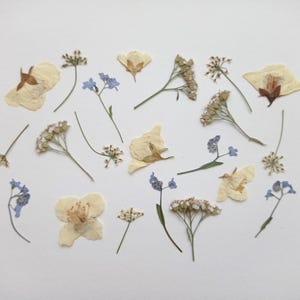 Ensemble de 21 fleurs pressées, vraies fleurs sauvages séchées pour résine, scrapbooking, fabrication de bougies et de bijoux, fournitures d'artisanat botanique, décoration de mariage