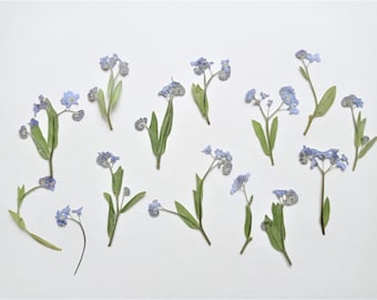 May include: A collection of dried forget-me-not flowers, featuring tiny, pale blue blooms and green leaves. The delicate flowers are arranged on a white backdrop, highlighting their natural beauty and intricate details.