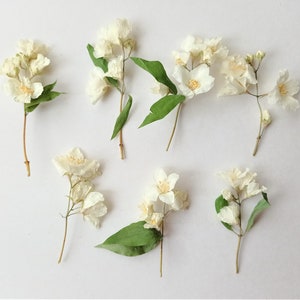 Fiori di Filadelfo essiccati 3/7 pezzi, piccoli fiori di gelsomino veri, fiori di volume naturale per gioielli in resina, arte murale, decorazioni per matrimoni, bouquet
