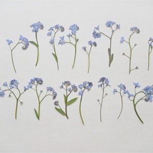 Pressed Forget-Me-Not Flowers 15pcs, Pressed blue flower, Small myosotis flowers, Blue dried flowers for resin