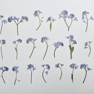 Blue Forget Me Not 20pcs Real Natural Pressed Dried Flowers