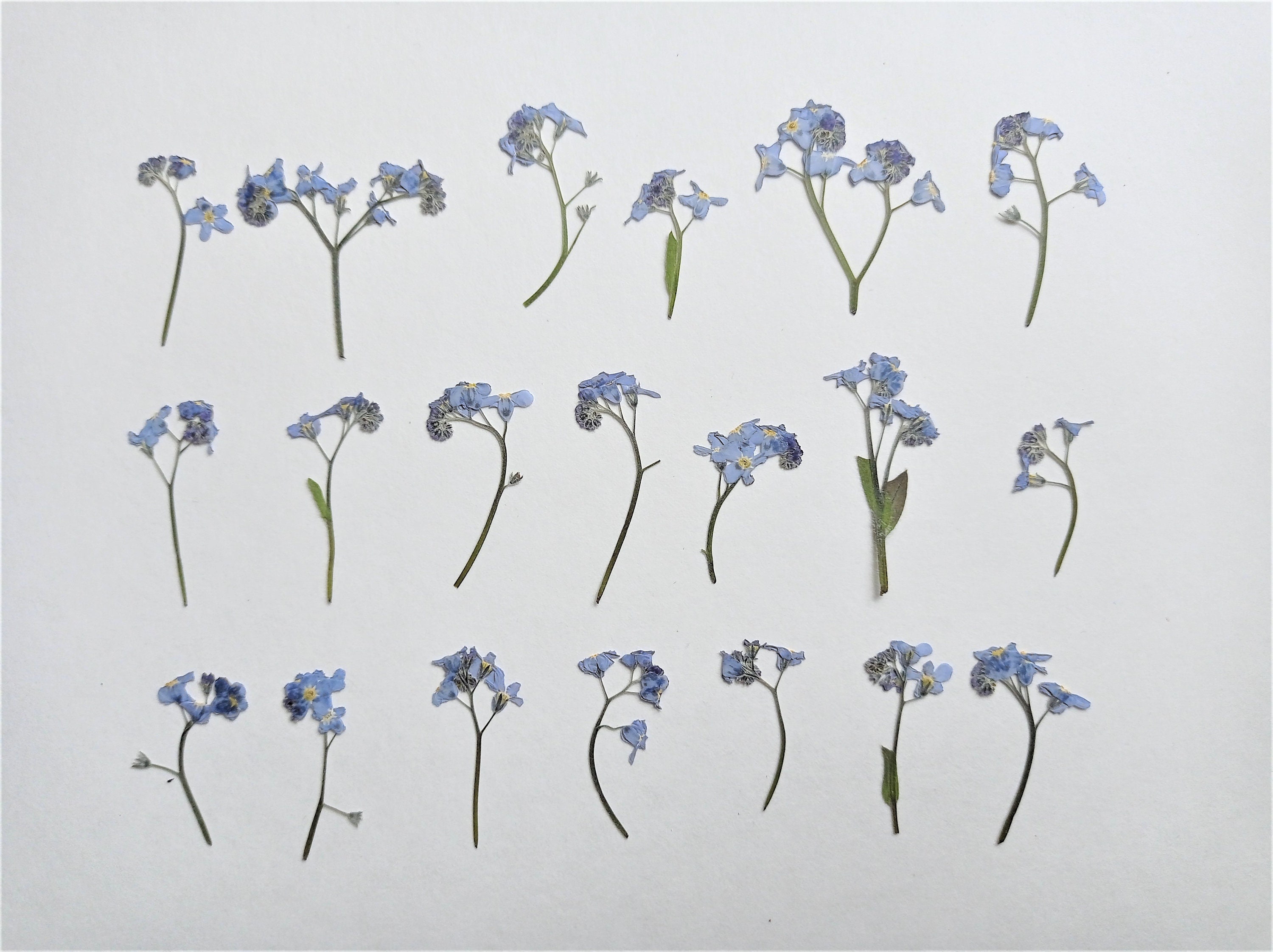 Dried Pressed Flowers, Astrantia 15 Pcs for Crafts, Dried Flower Art,  Wedding Flower, Card Making, Tiny Dried Flowers for Resin 