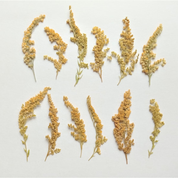 Pressed yellow goldenrod 12pcs, Dried pressed solidago, Pressed yellow wildflower