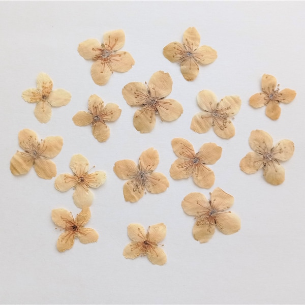 15pcs dried pressed jasmine blossoms, Yellow mock orange flowers, Small flower for crafting, pressed art, wedding card, resin, Philadelphus