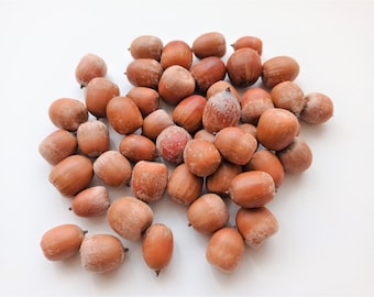 50 ghiande secche, vere noci di ghianda, ghiande sfuse